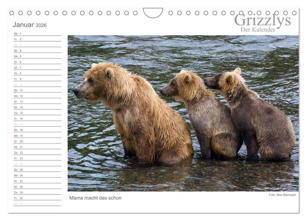 Produktbild: Grizzlys - Der Kalender (Wandkalender 2026 DIN A4 quer), CALVENDO Monatskalender