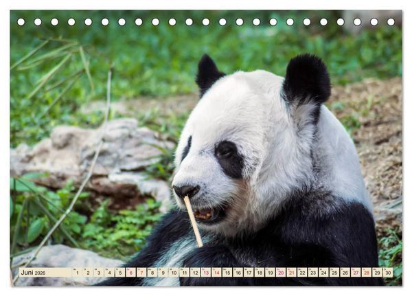 Produktbild: Niedlicher Panda (Tischkalender 2026 DIN A5 quer), CALVENDO Monatskalender