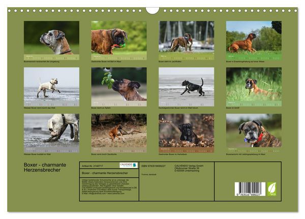 Produktbild: Boxer - charmante Herzensbrecher (Wandkalender 2026 DIN A3 quer), CALVENDO Monatskalender