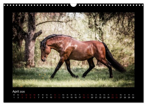 Produktbild: Die Faszinierende Welt der Pferde (Wandkalender 2026 DIN A3 quer), CALVENDO Monatskalender