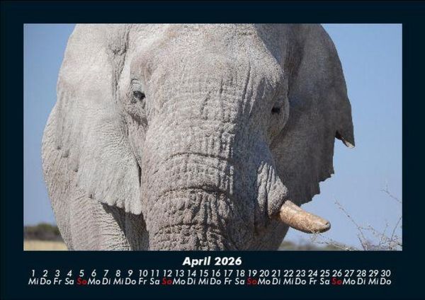Produktbild: Elefanten - Die sanften Riesen Afrikas 2026 Fotokalender DIN A5