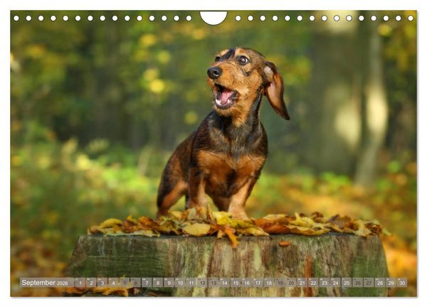 Produktbild: Die Dackel daggeln.... (Wandkalender 2026 DIN A4 quer), CALVENDO Monatskalender
