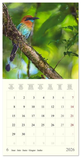 Produktbild: Royaume de nature Costa Rica (Calendrier mural carr&eacute; 2026 30x30 cm) Calendrier double avec une page pour vos prises de notes