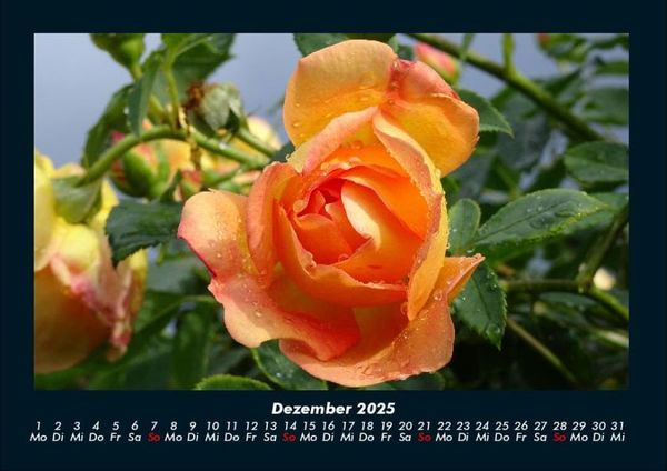 Produktbild: Blumenkalender 2025 Fotokalender DIN A4