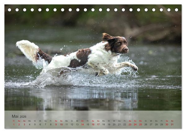 Produktbild: Der kleine M&uuml;nsterl&auml;nder (Tischkalender 2026 DIN A5 quer), CALVENDO Monatskalender