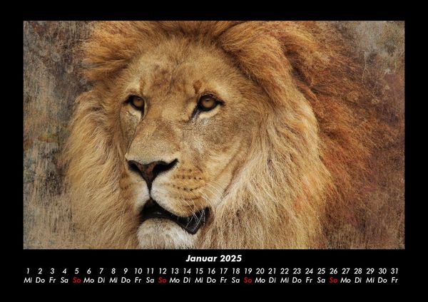 Produktbild: L&ouml;wen in der Wildnis 2025 Fotokalender DIN A3
