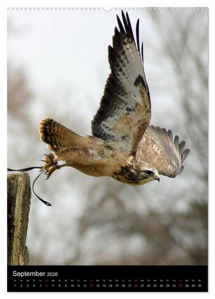 Produktbild: Scharfe Krallen, scharfe Augen, Greifv&ouml;gel und Eulen im Wildpark (hochwertiger Premium Wandkalender 2026 DIN A2 hoch), Kunstdruck in Hochglanz