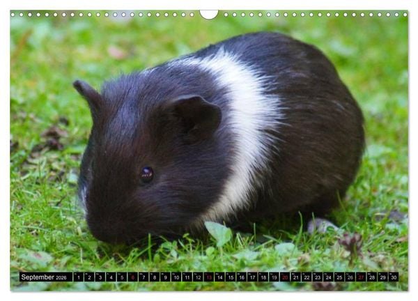 Produktbild: Kuschelige Meerschweinchen (Wandkalender 2026 DIN A3 quer), CALVENDO Monatskalender