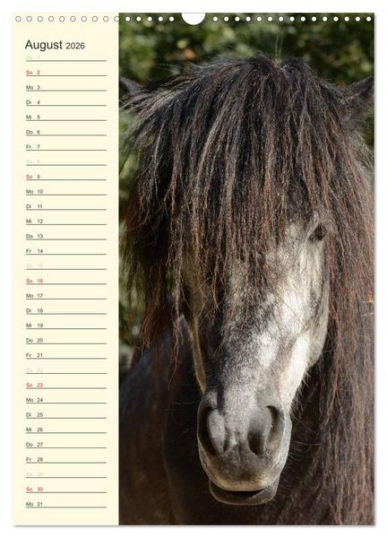 Produktbild: Islandpferde Geburtstagskalender (Wandkalender 2026 DIN A3 hoch), CALVENDO Monatskalender
