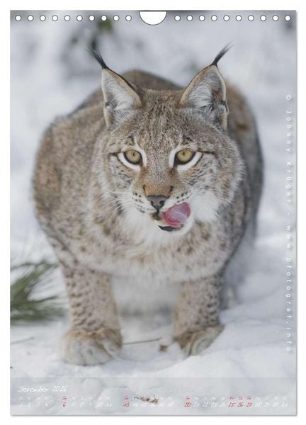 Produktbild: Luchs (Wandkalender 2026 DIN A4 hoch), CALVENDO Monatskalender