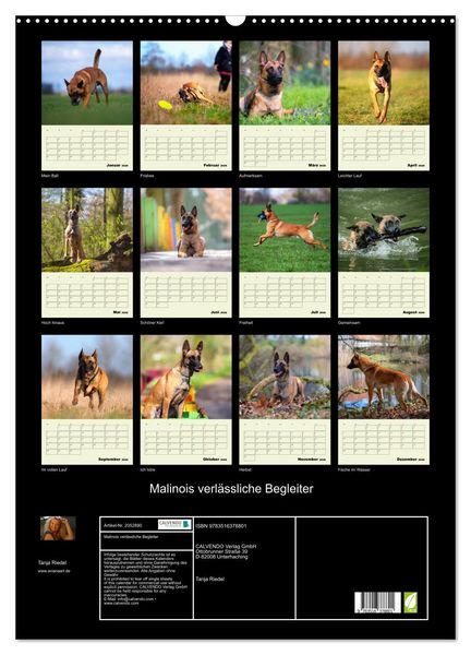 Produktbild: Malinois verl&auml;ssliche Begleiter (Wandkalender 2026 DIN A2 hoch), CALVENDO Monatskalender