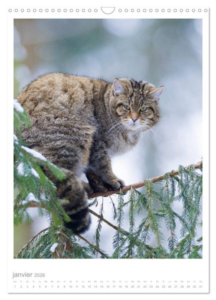 Produktbild: Chats forestiers (Calendrier mural 2026 DIN A3 horizontal), CALVENDO calendrier mensuel