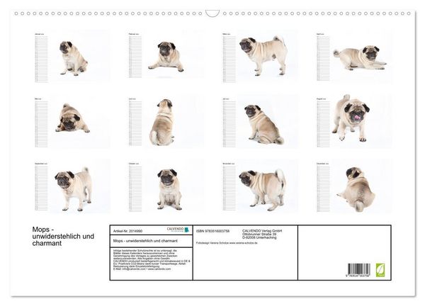 Produktbild: Mops - unwiderstehlich und charmant (Wandkalender 2026 DIN A2 quer), CALVENDO Monatskalender