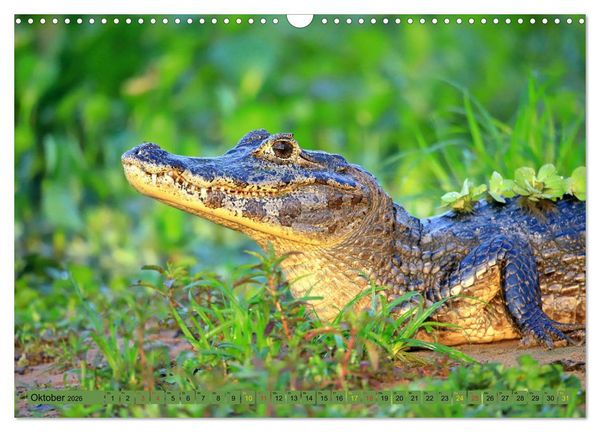 Produktbild: Krokodile in der Wildnis (Wandkalender 2026 DIN A3 quer), CALVENDO Monatskalender