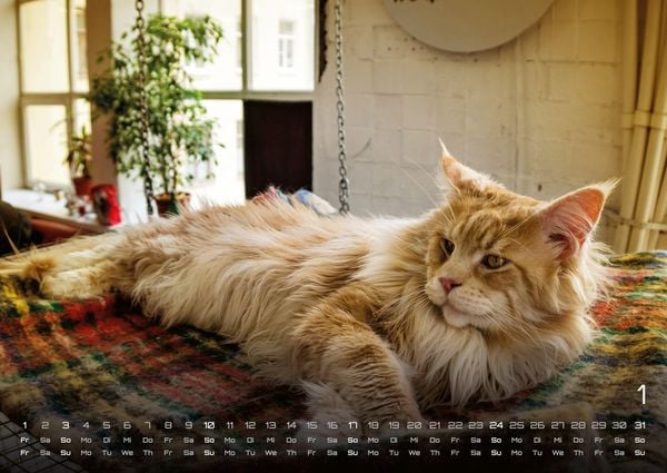 Produktbild: Miau - Unsere Stubentiger - Der Katzenkalender - 2027 - Kalender DIN A2
