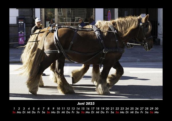 Produktbild: Pferdegefl&uuml;ster 2025 Fotokalender DIN A3