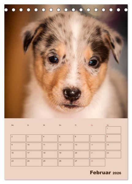 Produktbild: Kurzhaarcollies (Tischkalender 2026 DIN A5 hoch), CALVENDO Monatskalender