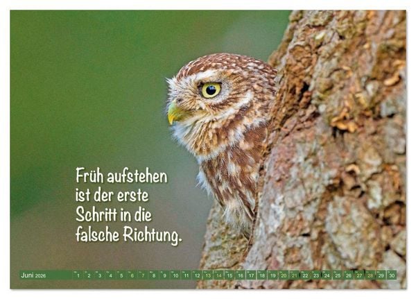 Produktbild: Die Eulen sind los: Edition lustige Tiere (Tischkalender 2026 DIN A5 quer), CALVENDO Monatskalender