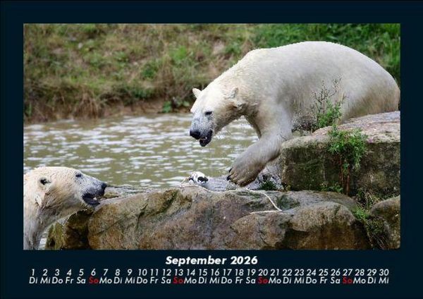 Produktbild: Eisb&auml;ren 2026 Fotokalender DIN A5
