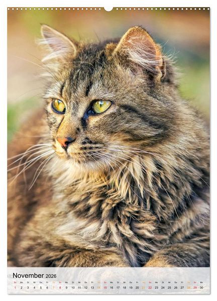 Produktbild: Katzen - s&uuml;&szlig; und kuschelig (Wandkalender 2026 DIN A2 hoch), CALVENDO Monatskalender