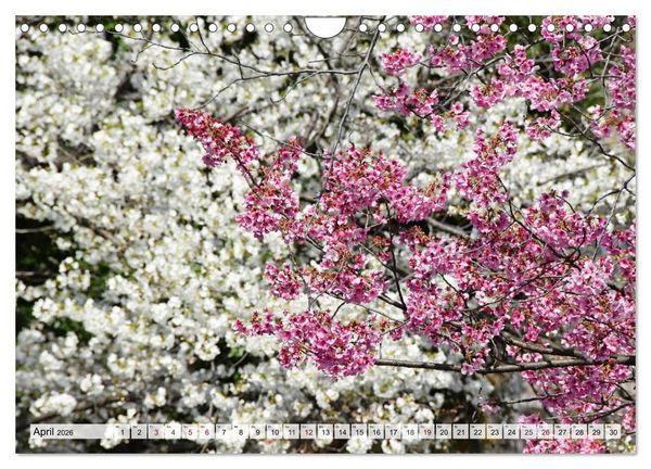 Produktbild: Die Kirschbl&uuml;te in Japan (Wandkalender 2026 DIN A4 quer), CALVENDO Monatskalender
