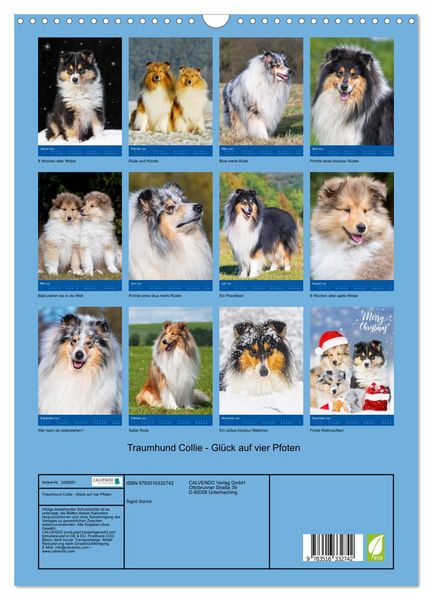 Produktbild: Traumhund Collie - Gl&uuml;ck auf vier Pfoten (Wandkalender 2026 DIN A3 hoch), CALVENDO Monatskalender