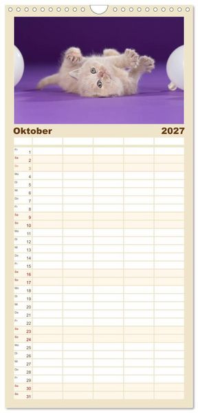 Produktbild: Familienplaner 2027 - Die Britisch Kurzhaar Katze mit 5 Spalten (Wandkalender, 21 x 45 cm) CALVENDO
