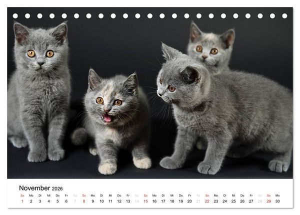 Produktbild: Briten B&auml;rchen &ndash; Britsch Kurzhaar 2026 (Tischkalender 2026 DIN A5 quer), CALVENDO Monatskalender