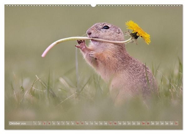 Produktbild: Zauberhafte Ziesel (hochwertiger Premium Wandkalender 2026 DIN A2 quer), Kunstdruck in Hochglanz