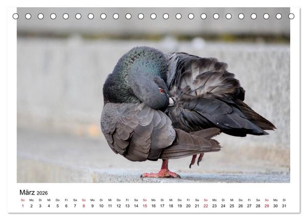 Produktbild: Geliebte Tauben (Tischkalender 2026 DIN A5 quer), CALVENDO Monatskalender