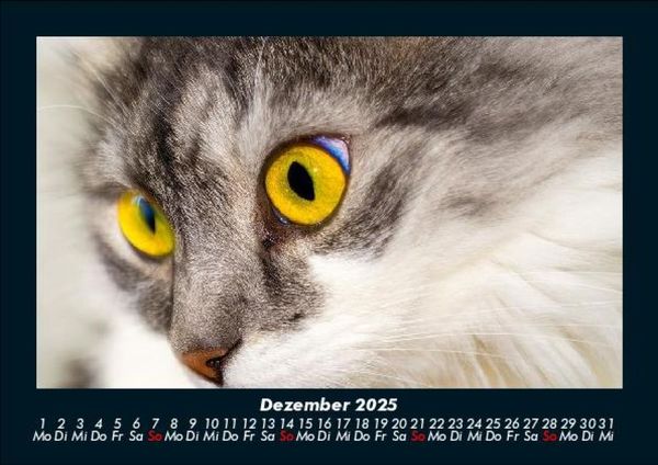 Produktbild: Haustierkalender 2025 Fotokalender DIN A5