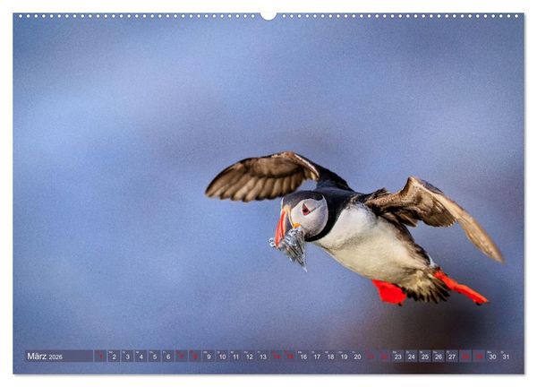 Produktbild: Puffins - Papageientaucher auf Island (Wandkalender 2026 DIN A2 quer), CALVENDO Monatskalender