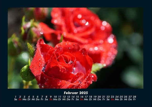 Produktbild: Rosen-Kalender 2025 Fotokalender DIN A4