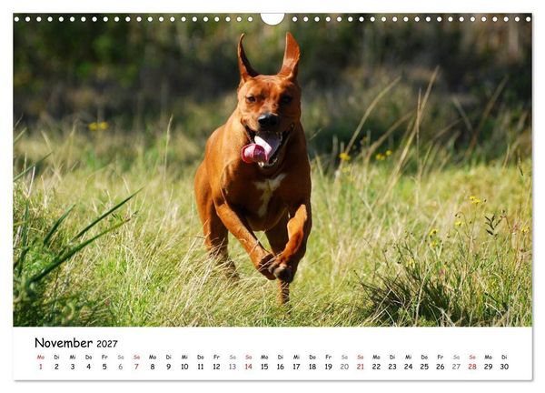 Produktbild: Rhodesian Ridgebacks in Aktion (Wandkalender 2027 DIN A3 quer), CALVENDO Monatskalender