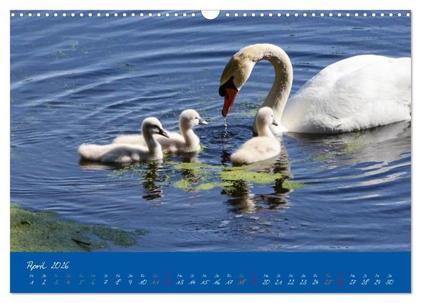 Produktbild: Schwanenfamilie, vom Ei bis zum Fliegen. (Wandkalender 2026 DIN A3 quer), CALVENDO Monatskalender