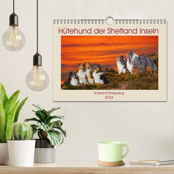 Produktbild: H&uuml;tehund der Shetland Inseln - Shetland Sheepdog (Wandkalender 2026 DIN A4 quer), CALVENDO Monatskalender