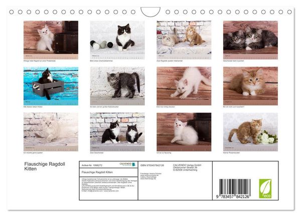 Produktbild: Flauschige Ragdoll Kitten (Wandkalender 2026 DIN A4 quer), CALVENDO Monatskalender