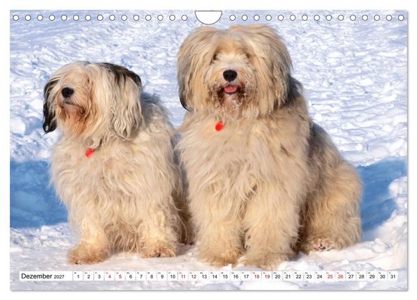 Produktbild: Tibet-Terrier - Eine Hunderasse mit Charakter (Wandkalender 2027 DIN A4 quer), CALVENDO Monatskalender