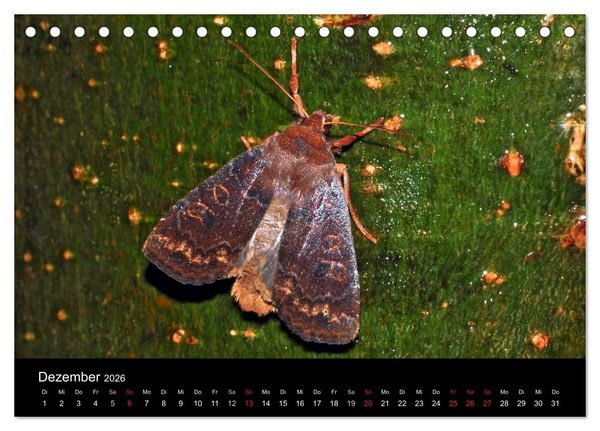 Produktbild: Nachtfalter - Unbekannte Sch&ouml;nheiten (Tischkalender 2026 DIN A5 quer), CALVENDO Monatskalender