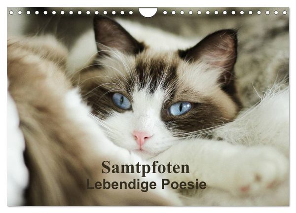 Produktbild: Samtpfoten Lebendige Poesie (Wandkalender 2025 DIN A4 quer), CALVENDO Monatskalender