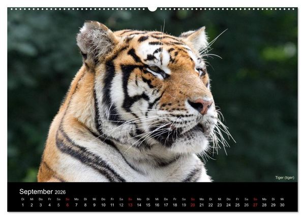 Produktbild: Raubkatzen (hochwertiger Premium Wandkalender 2026 DIN A2 quer), Kunstdruck in Hochglanz