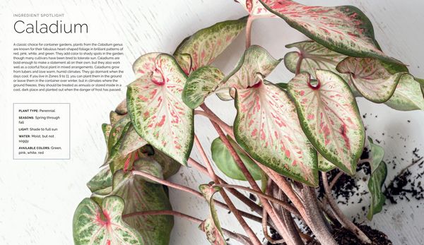 Produktbild: The Container Garden Recipe Book