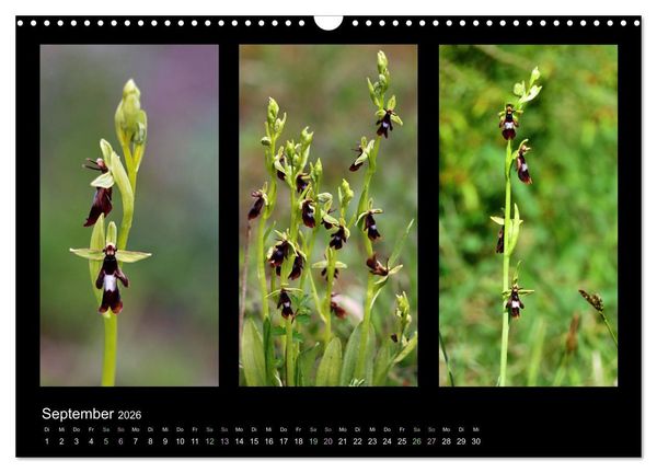 Produktbild: Heimische Orchideen im Dreierpack (Wandkalender 2026 DIN A3 quer), CALVENDO Monatskalender