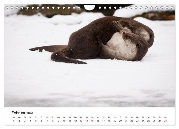 Produktbild: Otter - J&auml;ger an Fl&uuml;ssen und Seen (Wandkalender 2026 DIN A4 quer), CALVENDO Monatskalender