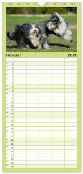 Produktbild: Familienplaner 2026 - Liebenswerter Clown Bearded Collie mit 5 Spalten (Wandkalender, 21 x 45 cm) CALVENDO