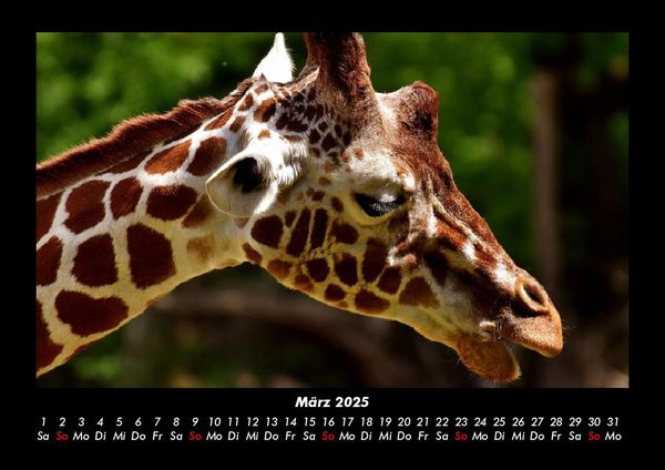 Produktbild: Giraffen 2025 Fotokalender DIN A3