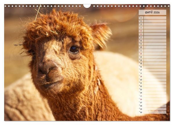 Produktbild: Alpagas, doudous aux coiffures sauvages (Calendrier mural 2026 DIN A3 vertical), CALVENDO calendrier mensuel