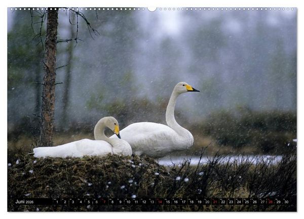 Produktbild: SCHW&Auml;NE. (hochwertiger Premium Wandkalender 2026 DIN A2 quer), Kunstdruck in Hochglanz
