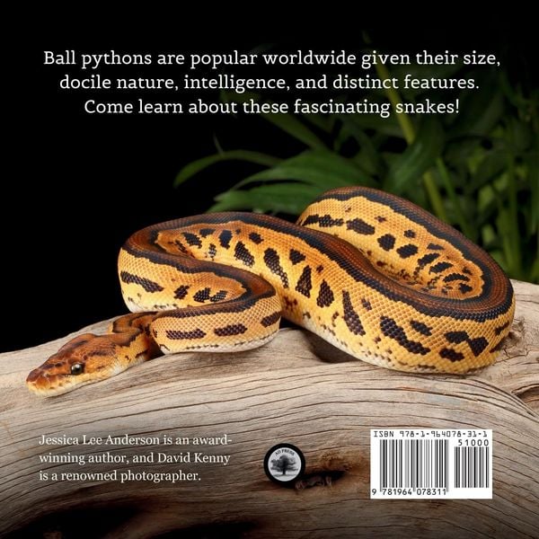 Produktbild: Ball Pythons