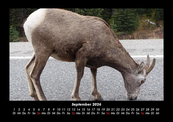 Produktbild: Der Tierkalender 2026 Fotokalender DIN A3